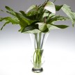 Cornerstore tropicals in a vase