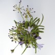 Agapanthus "Streamline"