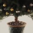 Live, Potted Christmas Tree - Clinton Hussey