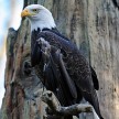 Bald Eagle - Shutterstock