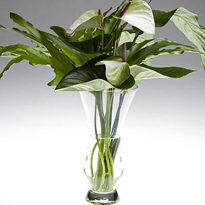 Corner Store Tropicals — C. Phaisalakani Corner Store Tropicals — C. Phaisalakani