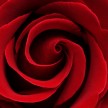 One Red Rose -iStock