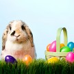 Plastic Eggs - iStock