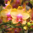 Orchid - iStock