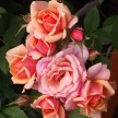 Miniature Roses