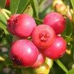 Pink Lemonade blueberry
