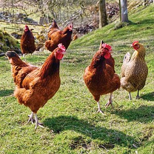 Chicken Dance - Dreamstime